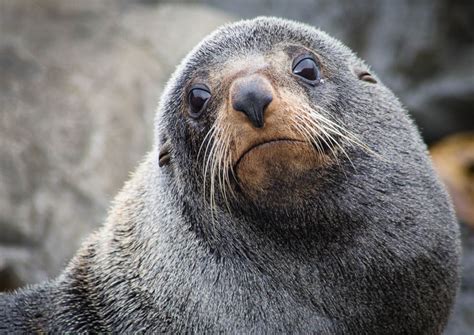 Who can you meet? Animals of New Zealand - New Zealand wildlife | The Family Without Borders