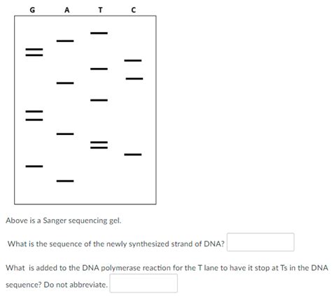 Solved Above is a Sanger sequencing gel. What is the | Chegg.com