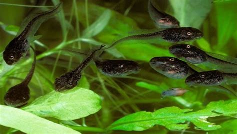 Tadpoles to Frogs: A Complete Tadpole Life Cycle and Facts