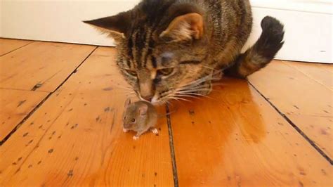 Coco the cat and a brave mouse - YouTube