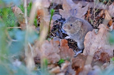 Mice, Voles & Shrews | Wildlife Online