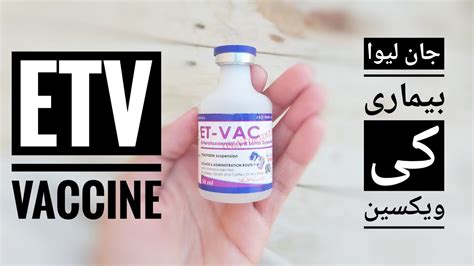 ETV Vaccine Price, Symptoms, Dosage Details in Urdu / Hindi Enterotoxemia Goats Disease ...