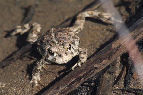 Federal Land Purchase Creates Wyoming Toad Conservation Area