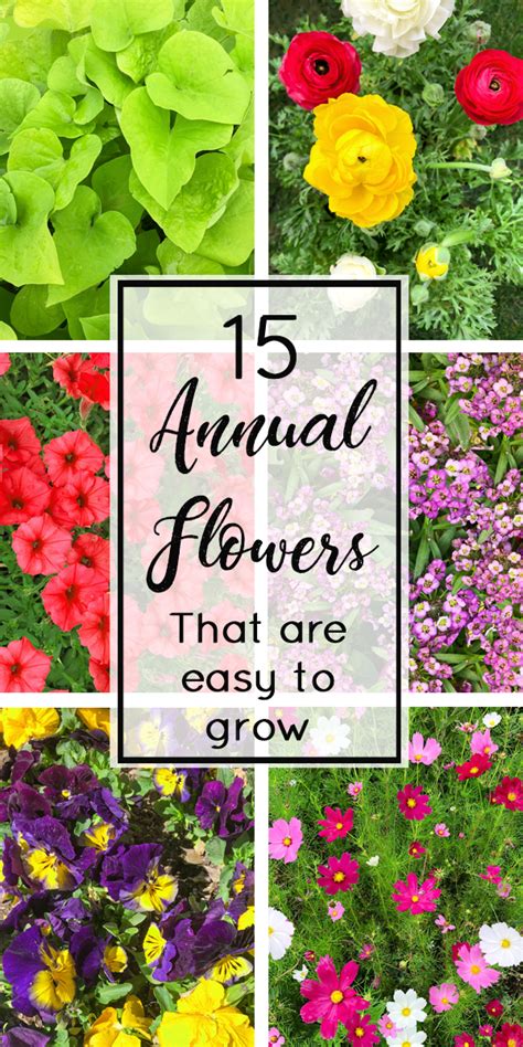 Annual Flowers List With Pictures - Garden Plant