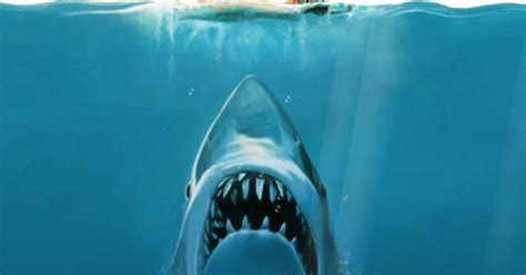 🔥 Download Shark Attack Screensaver Screensavergift by @andread64 ...