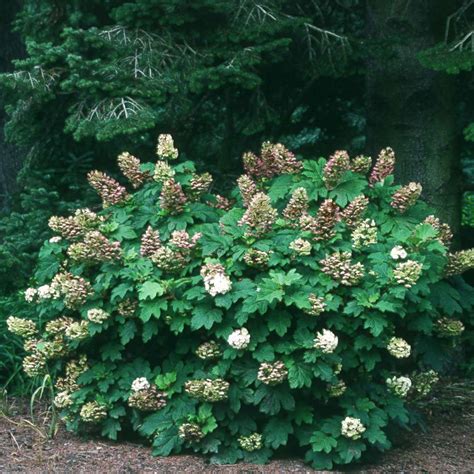 Snow Queen Hydrangea | Spring Meaodw - wholesale liners - Spring Meadow ...