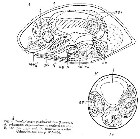 WoRMS - World Register of Marine Species