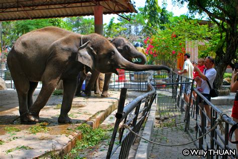 Phuket Zoo - PHUKET 101