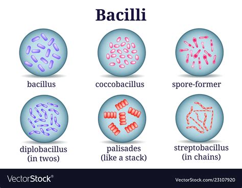 Arrangements bacillus in petri dish Royalty Free Vector