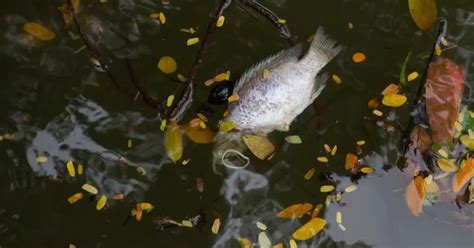 Will Koi Fish Jump Out Of Your Pond? And Can You Prevent It? - Backyard Pond Ideas and Supplies