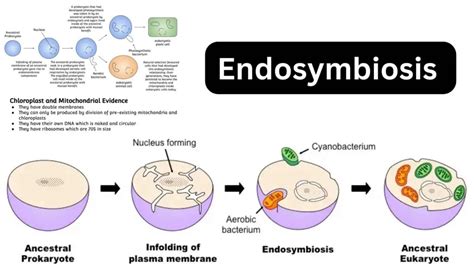 Endosymbiosis - Definition, Theory, Evidence, Examples - Biology Notes Online