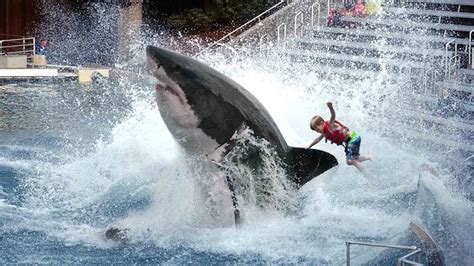 Sobering: The (real) odds of shark attack! - BeachGrit