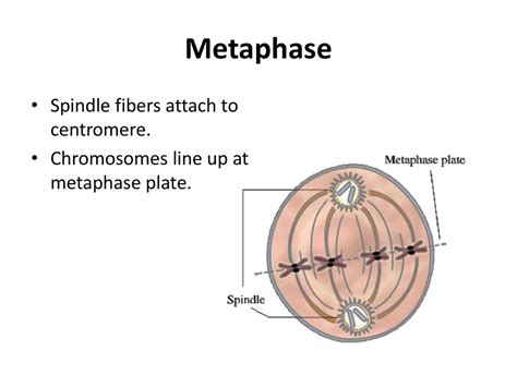 The Cell Theory, Cell Cycle & Mitosis - ppt download