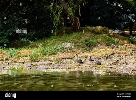 Karanji Nature Park Mysore Karnataka India September 1 2022 Birds on ...