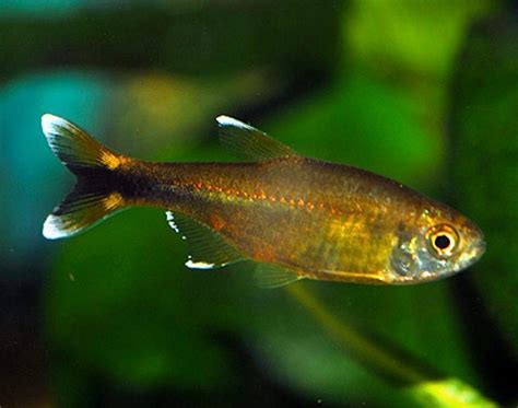 Tetra Fish - Silver Tip Tropical Tetra - Arizona Aquatic Gardens