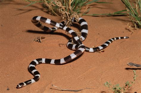 Aussie Bandi-bandi Snake | Snake, Snake images, Pretty snakes