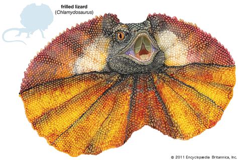 Frilled lizard | Description, Habitat, & Facts | Britannica