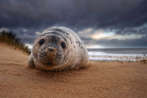 Grey Seal | Grey Seal shot early morning in overcast conditi… | Flickr