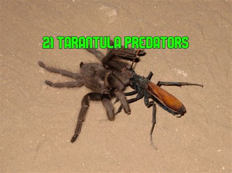 What Eats Tarantulas? 21 Tarantula Predators (with Pictures)