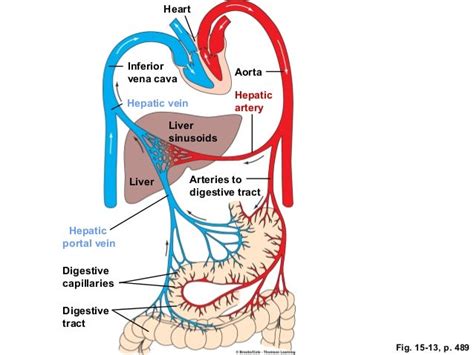 What is a portal vein? | Socratic