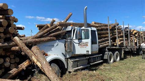 “Sneezing fit” sends log truck into pile of stored logs