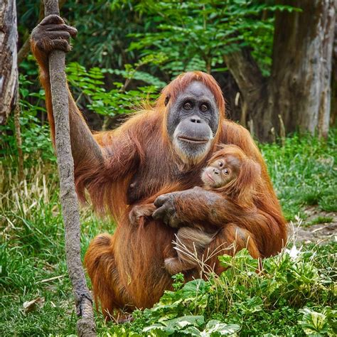 Sumatran Orangutan | Animals Wiki | FANDOM powered by Wikia