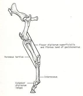 Comstock Equine Hospital - Veterinarian in {CITY}, {STATE} {COUNTRY} :: Peroneus Tertius Tendon ...