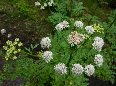 Hemlock Water Dropwort | ObsessedByNature