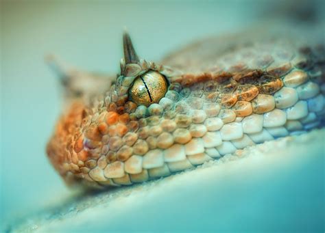 Wallpaper : 2048x1474 px, depth of field, macro, photography, snake 2048x1474 - wallup - 1393719 ...