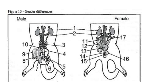 Rat Reproductive System Diagram