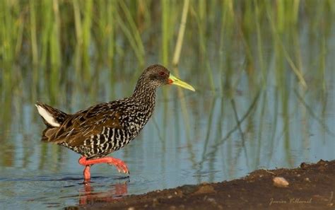 Rallidae: Rails, Gallinules, and Coots – birdfinding.info