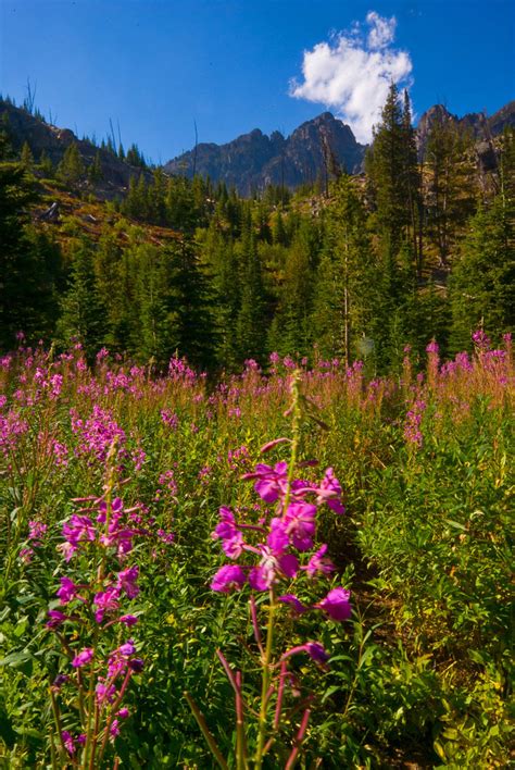 Idaho Wildflowers | Best Viewed On Black | Jasper Nance | Flickr