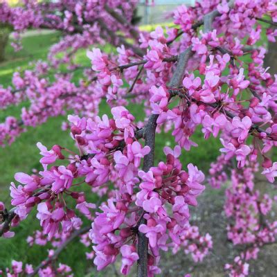 Texas Redbud Tree - Bob Wells Nursery - U.S. Shipping