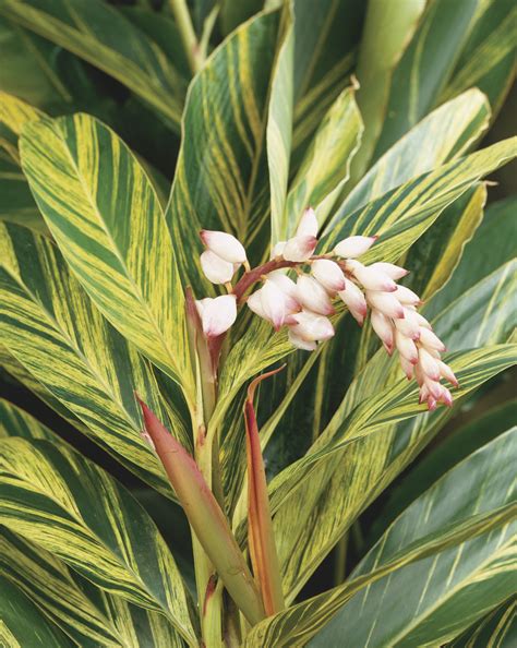 Alpinia Zerumbet Variegata (Common Name - Shell Ginger) 175mm Pot ...