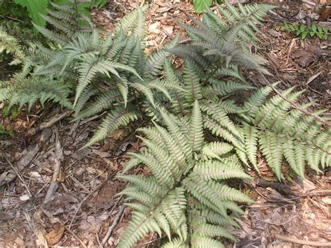 How to Grow: Ferns, Growing and Caring for Ferns