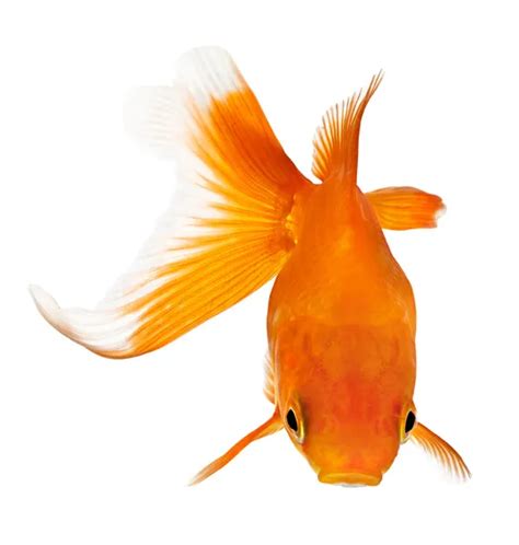 Goldfish on white - front view — Stock Photo © yoka66 #2170520