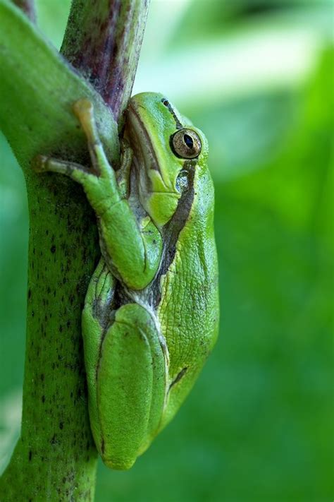 European tree frog. | Tree frogs, Frog, Amphibians