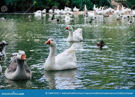 Group of Ducks Geese Swimming in the Pond Stock Image - Image of bird, flight: 140919157