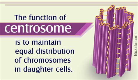 Function of Centrosome | Cell division, Daughter cells, Cell organelles