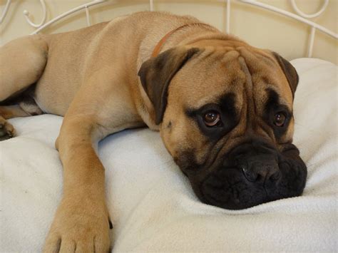 Bullmastiff - Razas de perros (Molosoides) | Mascotas