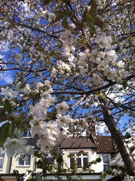 London photo of the day: cherry tree in bloom - FlickFilosopher.com