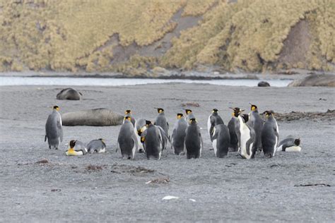 Premium Photo | King penguins on south georgia island