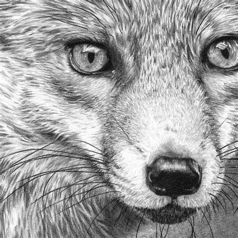 Fox Pencil Sketch at PaintingValley.com | Explore collection of Fox Pencil Sketch