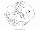Cocos Lemonpeel Angelfish Coloring Page For Kids  Free Angelfishes sketch template