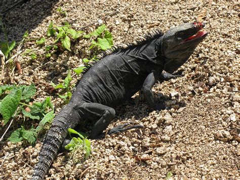 Black Iguana Facts and Pictures | Reptile Fact