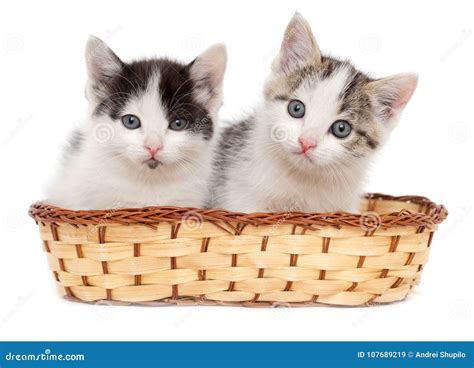 Two Kittens in a Basket on a White Background Stock Image - Image of stare, kittens: 107689219