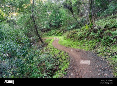 Hiking trail through the woods of Rancho San Antonio County Park, Santa ...