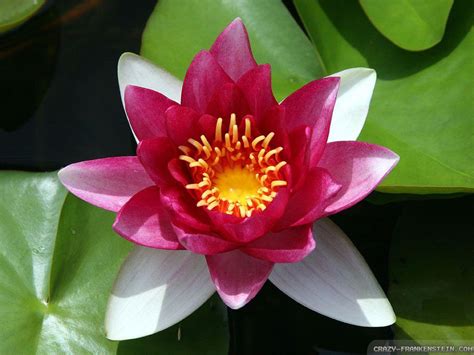 Red Lotus Flower Wallpapers - Wallpaper Cave