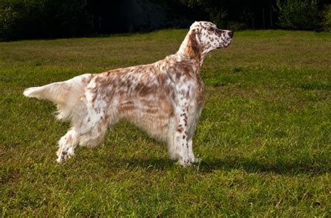 English Setter Dog Breed Information, Images, Characteristics, Health