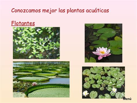 presentacion plantas acuaticas vir